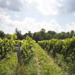 REDSTONE_Vineyard 2021_9517 copy